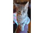 Adopt Truffle - JM a Gray, Blue or Silver Tabby Domestic Shorthair / Mixed