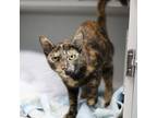 Adopt Fancy a Gray or Blue Domestic Shorthair / Domestic Shorthair / Mixed cat