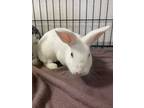 Adopt Snowy-Bonded to Coco a American / Mixed (short coat) rabbit in POMONA