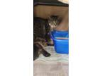 Adopt Bruce a Brown or Chocolate Domestic Mediumhair / Domestic Shorthair /