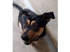 Adopt Roxie a Black Shepherd (Unknown Type) / Rottweiler / Mixed dog in Rio