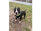 Adopt Versace a Black American Pit Bull Terrier / Mixed dog in Hudson