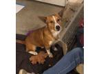 Adopt Kip a Tan/Yellow/Fawn - with White Corgi / Mixed dog in Cincinnati
