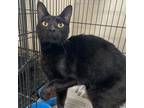 Adopt Severus a All Black Domestic Shorthair / Mixed Breed (Medium) / Mixed