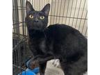 Adopt Severus a All Black Domestic Shorthair / Domestic Shorthair / Mixed cat in