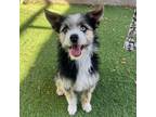 Adopt Hansel 3 a Black Australian Shepherd / Terrier (Unknown Type