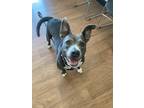 Adopt Layla* a Gray/Blue/Silver/Salt & Pepper American Staffordshire Terrier /