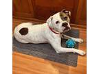 Adopt Bongo a Brindle - with White Boxer / Mixed dog in Onalaska, WI (41163175)