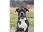 Adopt Bubba a Brown/Chocolate - with White Mastiff / Mixed Breed (Large) / Mixed