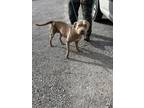 Adopt Cassandra a Tan/Yellow/Fawn American Pit Bull Terrier / Mixed Breed
