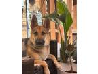 Adopt Lenna a Brown/Chocolate - with Tan German Shepherd Dog dog in McKinney