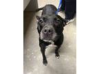 Adopt Phoenix a Black American Pit Bull Terrier / Mixed dog in Henderson