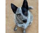 Adopt Ellie a Black Australian Cattle Dog / Mixed Breed (Medium) / Mixed (short