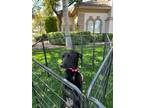 Adopt Girly a Black Labrador Retriever / Mixed dog in Scottsdale, AZ (40980748)