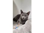 Adopt Bleat a Gray or Blue Domestic Shorthair / Mixed Breed (Medium) / Mixed
