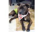 Adopt Trapper a Brindle Patterdale Terrier (Fell Terrier) / Mixed dog in