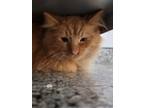 Adopt Siris a Orange or Red Domestic Shorthair / Domestic Shorthair / Mixed cat