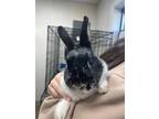 Adopt Coco-Bonded to Snowy a American / Mixed (short coat) rabbit in POMONA