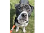Adopt Bishop a Black - with White Pit Bull Terrier / Mixed dog in Stanton