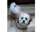 Adopt Ollie a White - with Tan, Yellow or Fawn Havanese / Shih Tzu / Mixed dog