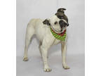 Adopt Pepper a White Boxer / Mixed Breed (Medium) / Mixed (short coat) dog in