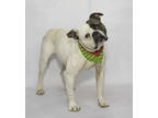 Adopt Pepper a White Boxer / Mixed dog in Salina, KS (40959943)