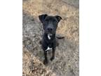 Adopt Roman a Black American Pit Bull Terrier / Mixed Breed (Medium) / Mixed