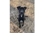 Adopt Roman a Black American Pit Bull Terrier / Mixed dog in Spartanburg