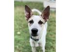 Adopt Tanner a White - with Brown or Chocolate Terrier (Unknown Type