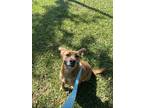 Adopt Acorn a Tan/Yellow/Fawn Mixed Breed (Medium) / Mixed dog in Baton Rouge