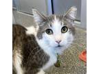 Adopt Keaton a Gray or Blue Domestic Shorthair / Domestic Shorthair / Mixed cat