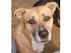 Adopt Luna a Tan/Yellow/Fawn - with White Shar Pei / American Pit Bull Terrier /