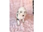 Adopt Ellie a White - with Black Dalmatian / Standard Poodle / Mixed dog in