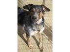 Adopt Desi a Black Australian Cattle Dog / Mixed dog in Ottumwa, IA (41161757)