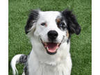 Adopt Princess a White Australian Shepherd / Mixed dog in Atlanta, GA (40801009)
