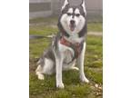 Adopt Luna a Black - with White Husky / Mixed dog in Pasadena, TX (41161907)