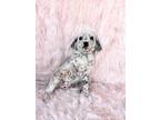 Adopt Speckles a White - with Black Dalmatian / Poodle (Standard) / Mixed dog in