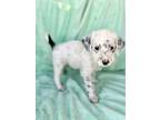 Adopt Matthew a White - with Gray or Silver Goldendoodle / Dalmatian / Mixed dog