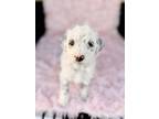 Adopt Rosie a White - with Black Dalmatian / Goldendoodle / Mixed dog in