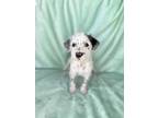 Adopt Danny a White - with Black Dalmatian / Poodle (Standard) / Mixed dog in