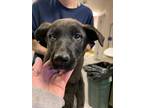 Adopt 55645589 a Black Labrador Retriever / Mixed dog in Los Lunas