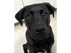 Adopt Orlando a Black Mastiff / Mixed Breed (Medium) / Mixed (short coat) dog in