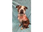 Adopt Scooby a Brown/Chocolate American Staffordshire Terrier / Mixed dog in
