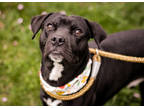 Adopt Boogie a Black Mixed Breed (Medium) / Mixed Breed (Medium) / Mixed (short