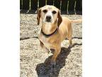 Adopt Neptune a Tan/Yellow/Fawn Beagle / Mixed Breed (Medium) / Mixed (short