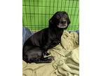 Adopt Bossy (Ebony) a Black Dachshund / Mixed dog in New Orleans, LA (41161736)