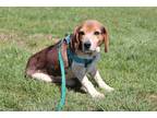 Adopt Willy a Tricolor (Tan/Brown & Black & White) Beagle / Mixed dog in