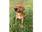 Adopt Rocco a Brown/Chocolate Labrador Retriever / Pit Bull Terrier / Mixed dog