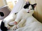 Adopt Joan Jett (JJ) a Domestic Shorthair cat in Fairfax Station, VA (33899309)