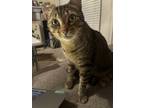Adopt Flopsy a Brown Tabby Domestic Shorthair / Mixed (short coat) cat in